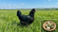 Bantam Olive Egger Hatching Eggs