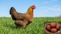 Welsummer Hen