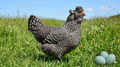 Bantam Araucana Hen