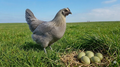 Silverudd Blue Hatching Eggs (Isbar)