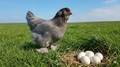 Blue Faverolles Hatching Eggs