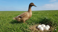 Khaki Campbell Hatching Eggs