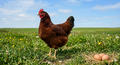Rhode Island Red Hatching Eggs