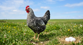 Exchequer Leghorn Hen