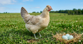 Cream Legbar Hatching Eggs