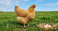 Buff Orpington Hatching Eggs
