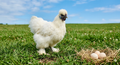 White Silkie Hatching Eggs (Bantam)