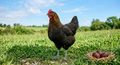 Black Copper Marans Hatching Eggs