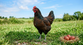 Bantam Barnevelder Hen