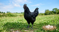 Ayam Cemani Hatching Eggs